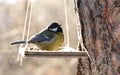 Birds feeding in winter Royalty Free Stock Photo