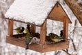 Birds feeding in winter Royalty Free Stock Photo
