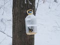 Birds feeding in winter  hand made bird feeder made of plastic bottle. Helping Great Tits in cold Royalty Free Stock Photo