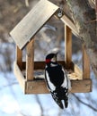 Birds feeding in winter Royalty Free Stock Photo