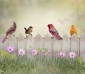 Birds on the Fence Royalty Free Stock Photo