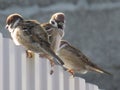 Birds on the fence