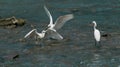 Birds fight for food Royalty Free Stock Photo