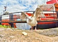 Birds fighting for food Royalty Free Stock Photo