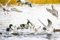 Birds fighting for food in water Royalty Free Stock Photo