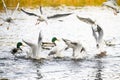 Birds fighting for food in water Royalty Free Stock Photo