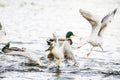 Birds fighting for food in water Royalty Free Stock Photo