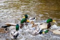 Birds fighting for food in water Royalty Free Stock Photo