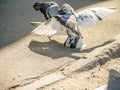 Birds fighting over food on the street. general plan Royalty Free Stock Photo
