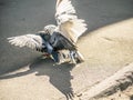 Birds fighting over food on the street. general plan Royalty Free Stock Photo