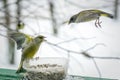 Birds fighting over sunflower seeds