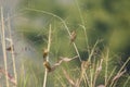 Birds of Finch Species perching on the Grass Stems