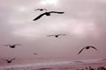 Birds in Flight