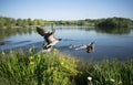 Birds In Flight At Beautiful Manvers Lake Royalty Free Stock Photo