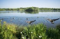 Birds In Flight At Beautiful Manvers Lake Royalty Free Stock Photo