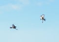 Two birds approaching each other in flight