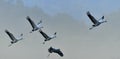 Birds in flight. Common Crane, Grus grus or Grus Communis. Royalty Free Stock Photo