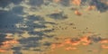 Flight of flock of cranes at sunset.