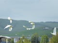 Birds in flight - the flock of white cranes in flight in sky of italy
