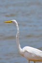 Birds in flight, great white egret, in the Port, Royalty Free Stock Photo