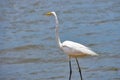 Birds in flight, great white egret, in the Port, Royalty Free Stock Photo