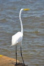 Birds in flight, great white egret, in the Port, Royalty Free Stock Photo