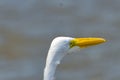 Birds in flight, great white egret, in the Port, Royalty Free Stock Photo