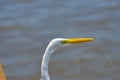 Birds in flight, great white egret, in the Port, Royalty Free Stock Photo