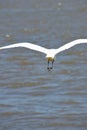 Birds in flight, great white egret, in the Port, Royalty Free Stock Photo