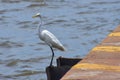 Birds in flight, great white egret, in the Port, Royalty Free Stock Photo
