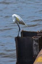 Birds in flight, great white egret, in the Port, Royalty Free Stock Photo