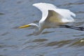 Birds in flight, great white egret, in the Port, Royalty Free Stock Photo