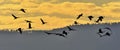 A silhouettes of cranes in flight. Royalty Free Stock Photo