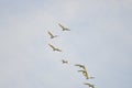 Birds on flight and the sky background Royalty Free Stock Photo