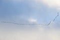 Birds flight in the sky, background Royalty Free Stock Photo