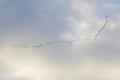 Birds flight in the sky, background Royalty Free Stock Photo