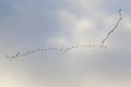 Birds flight in the sky, background Royalty Free Stock Photo