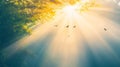 Birds in Flight Sunlight Through Forest Canopy Royalty Free Stock Photo