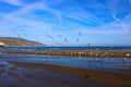 Birds in flight with White and brown seagulls standing on the silky brown sands of the beach surrounded by blue ocean water Royalty Free Stock Photo