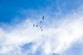 Clouds and birds in the sky Royalty Free Stock Photo