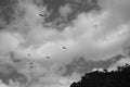 Black and white birds in the sky Royalty Free Stock Photo
