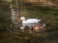 Birds float on the water Royalty Free Stock Photo