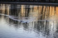Birds floating on the lake in the park Royalty Free Stock Photo