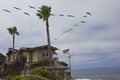 Birds Flock above an house and palms