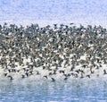 Birds flock, background