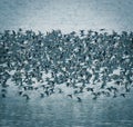 Birds flock, background