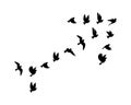 Birds flock flying in harmony making the sign of arrow, vector