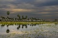 Birds flock landscape in La Estrella Marsh, Formosa province,