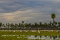 Birds flock landscape in La Estrella Marsh, Formosa province,