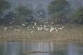 Birds Flock Little Egrets  Common Teals Oriental White Ibises Royalty Free Stock Photo